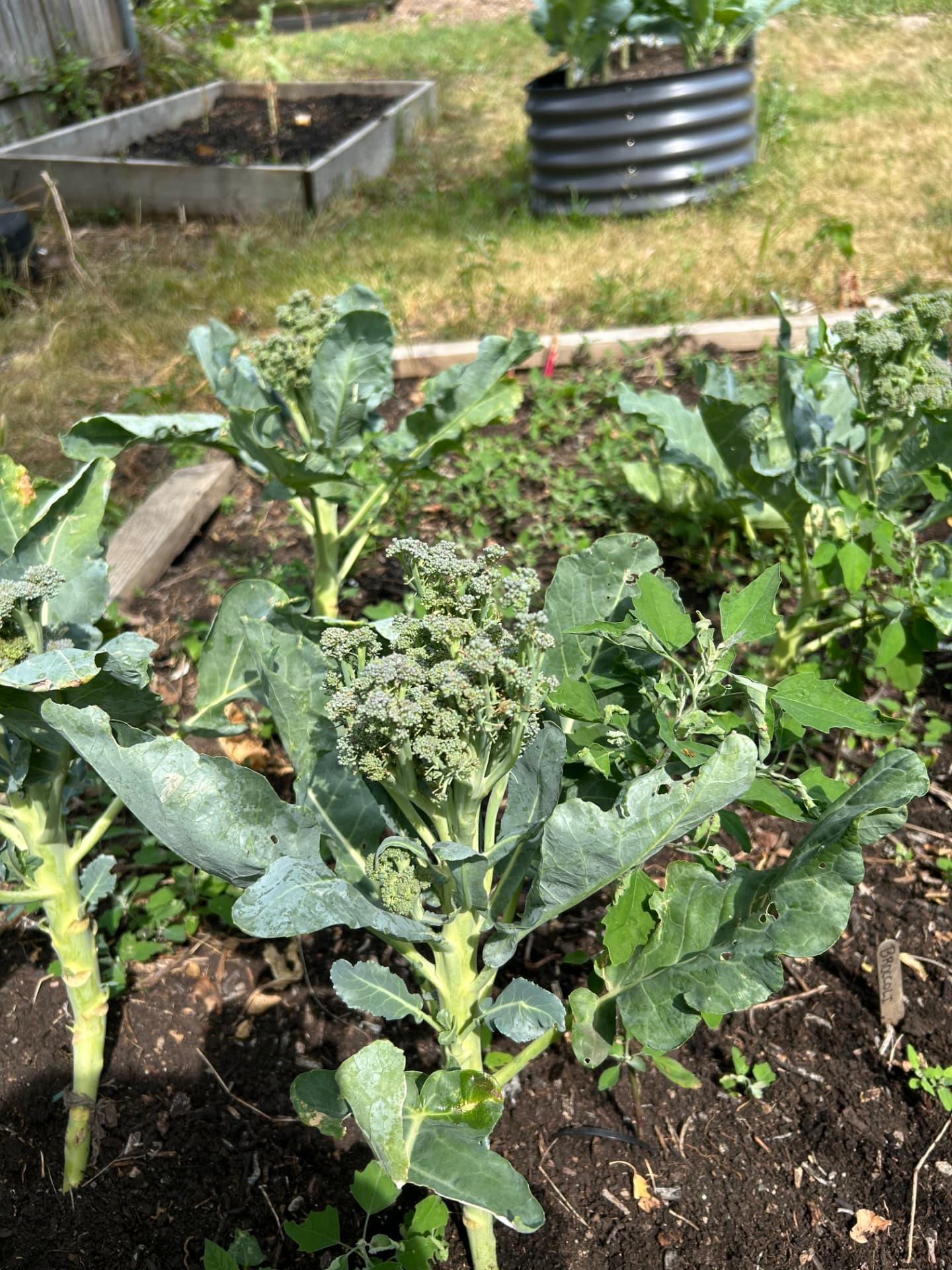 Broccoli heads maturing in a raised growing bed at WeEats Farms & Orchard